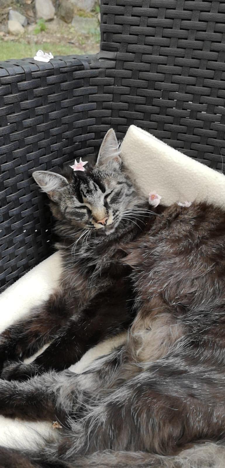 Blanding af racer Hugo billede 6