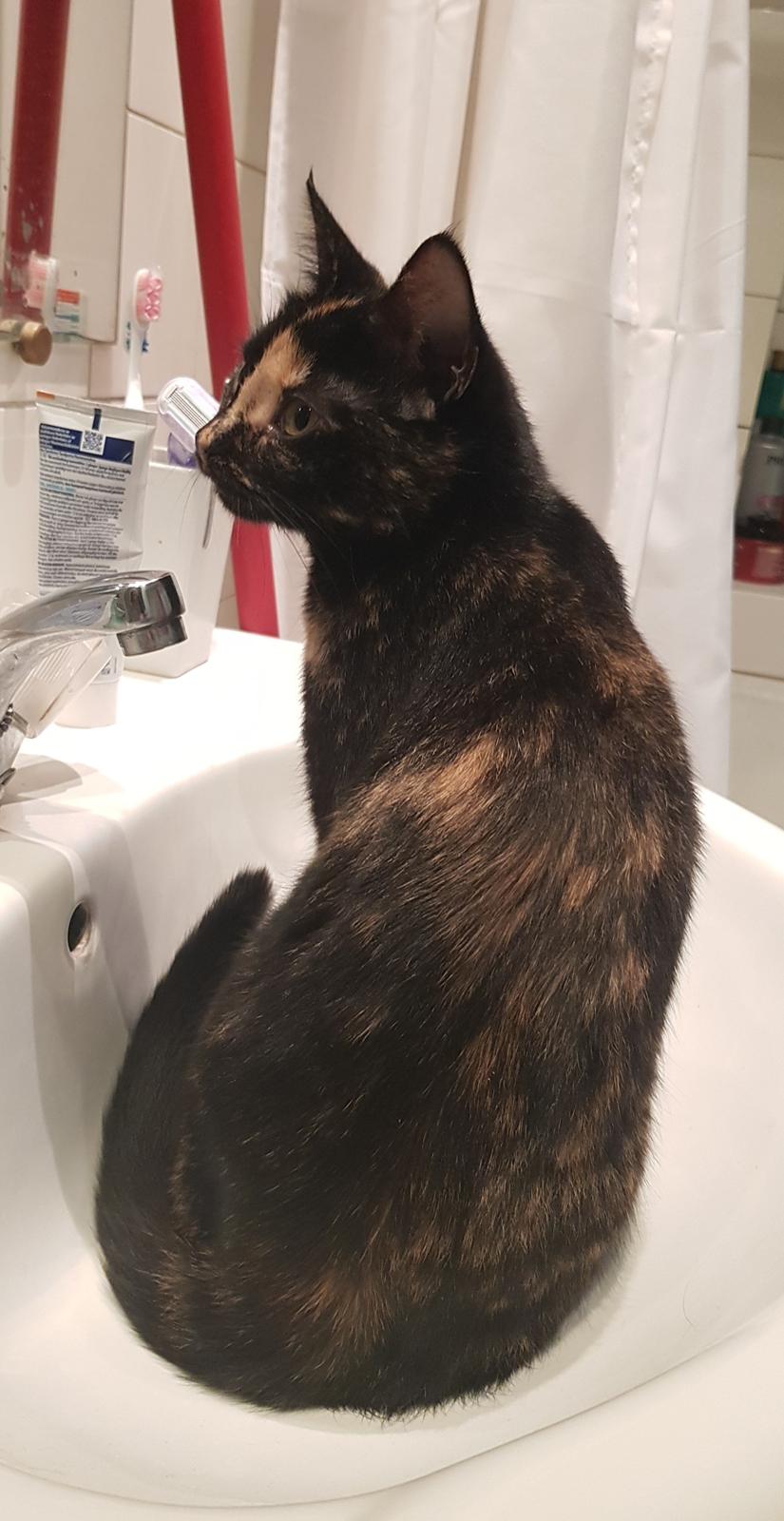 Blanding af racer Musse  billede 2