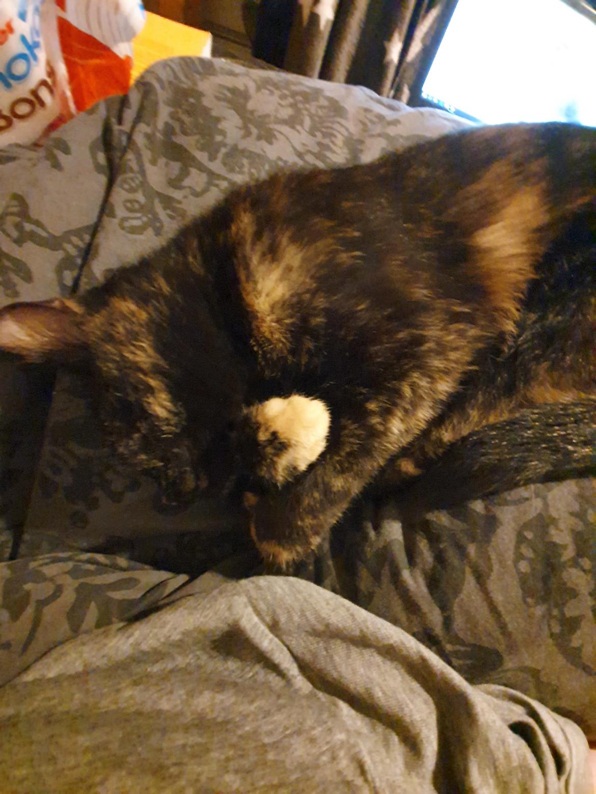 Blanding af racer Musse  billede 4