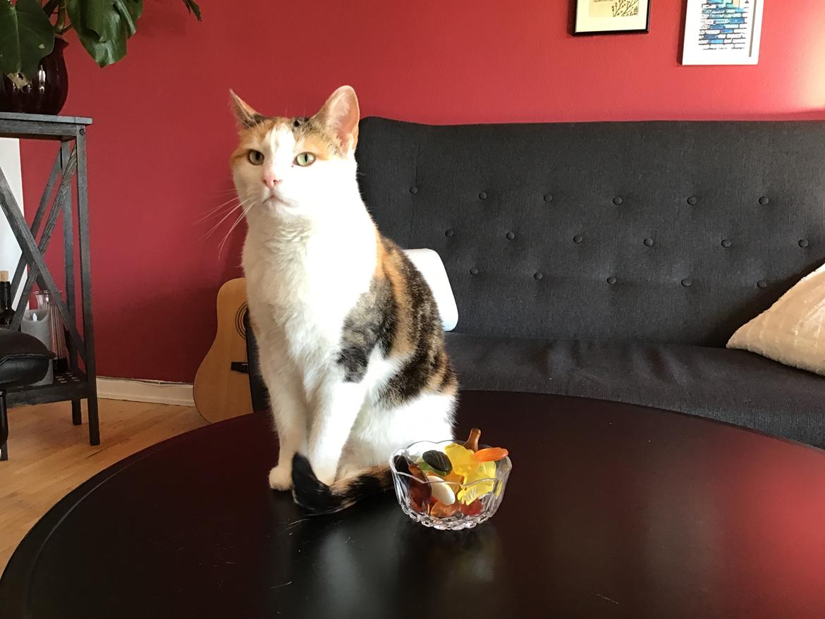 Blanding af racer Gaio billede 2