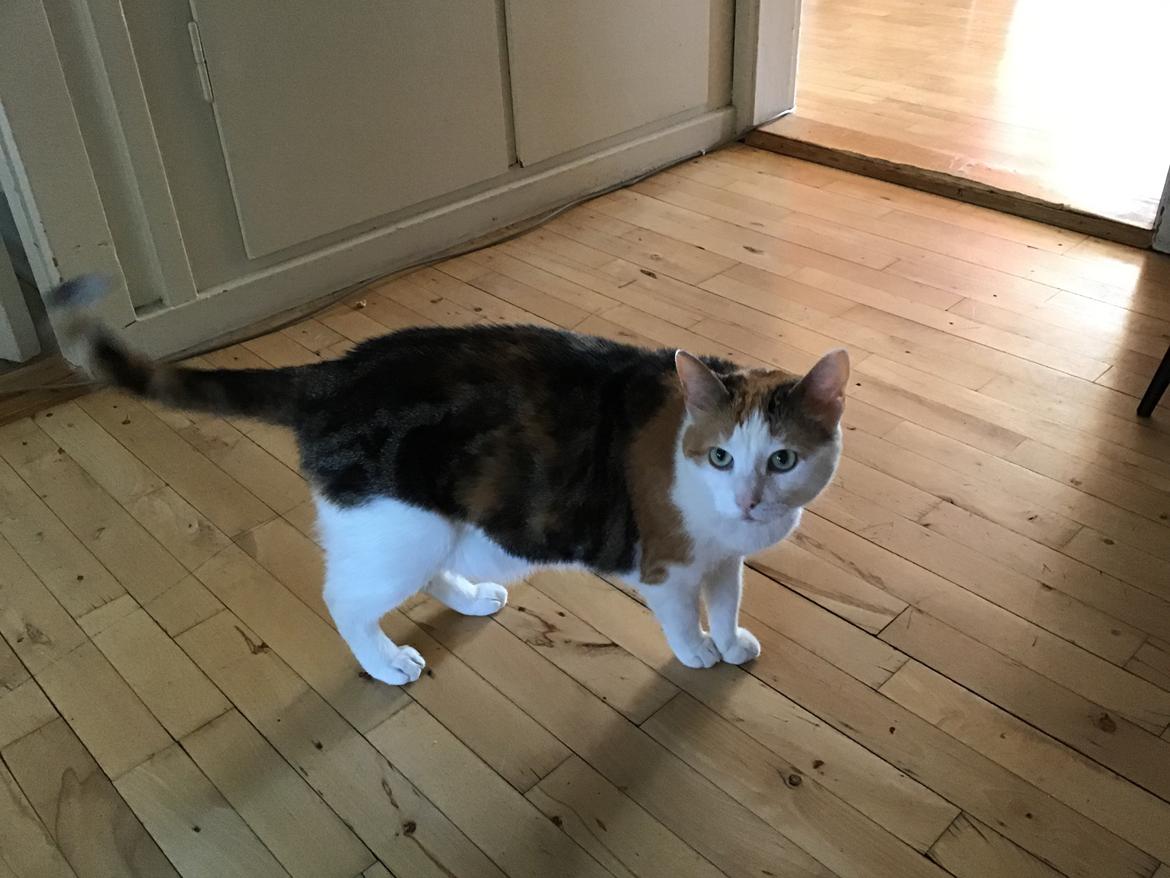 Blanding af racer Gaio billede 5