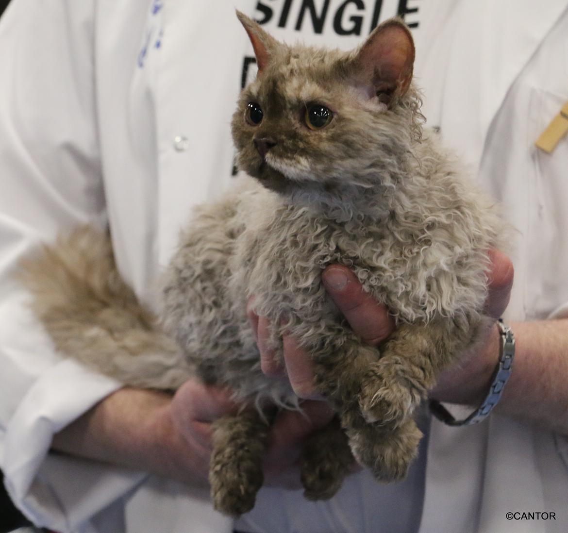 Selkirk Rex  Tzari Oreo billede 4