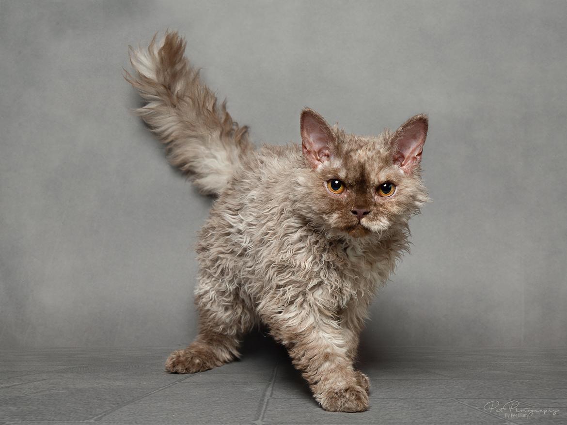 Selkirk Rex  Tzari Oreo billede 1