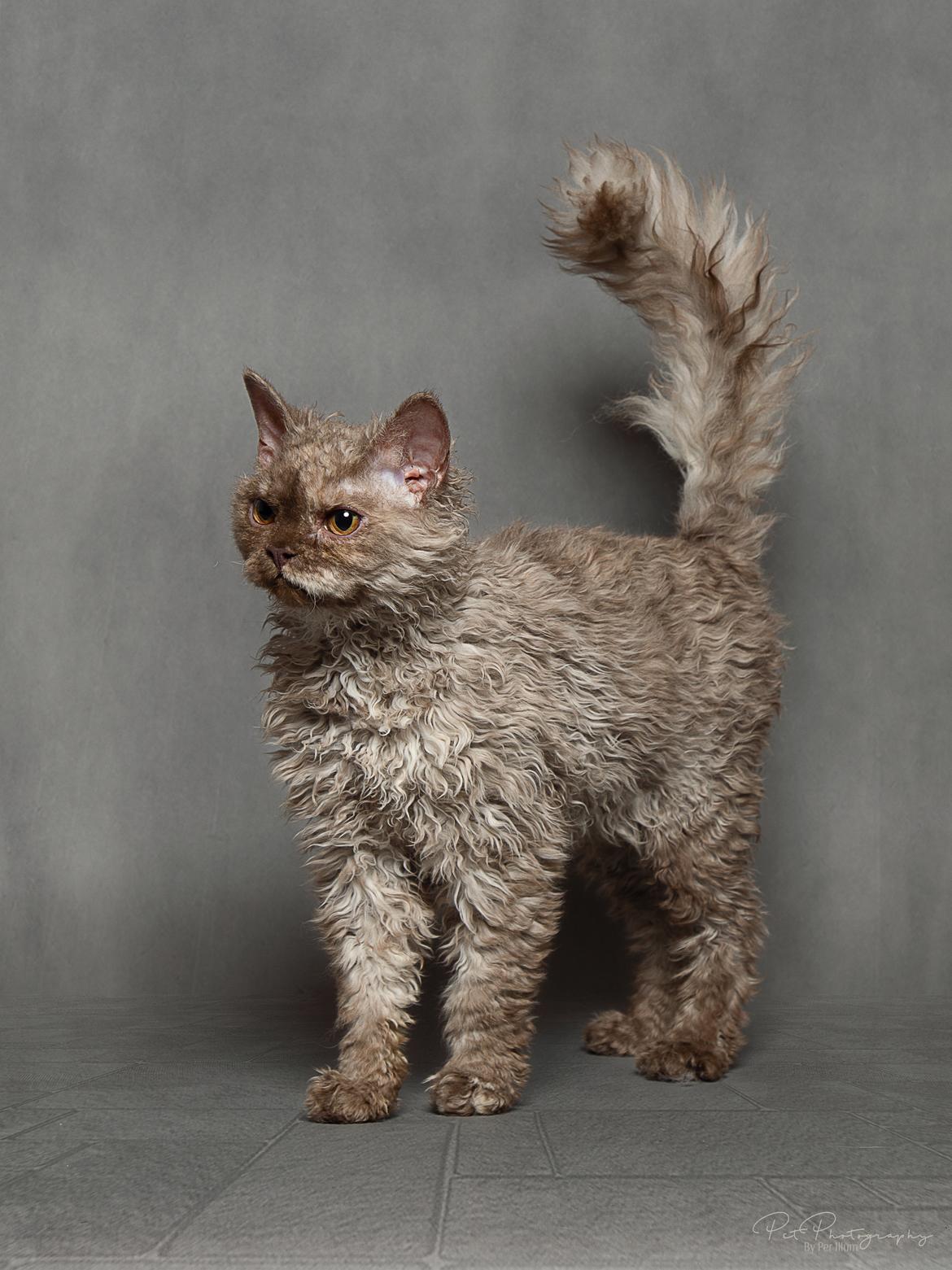 Selkirk Rex  Tzari Oreo billede 7