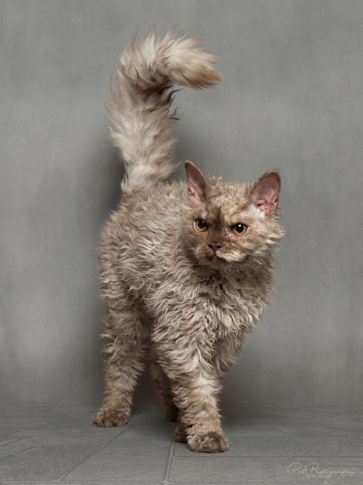 Selkirk Rex  Tzari Oreo billede 10