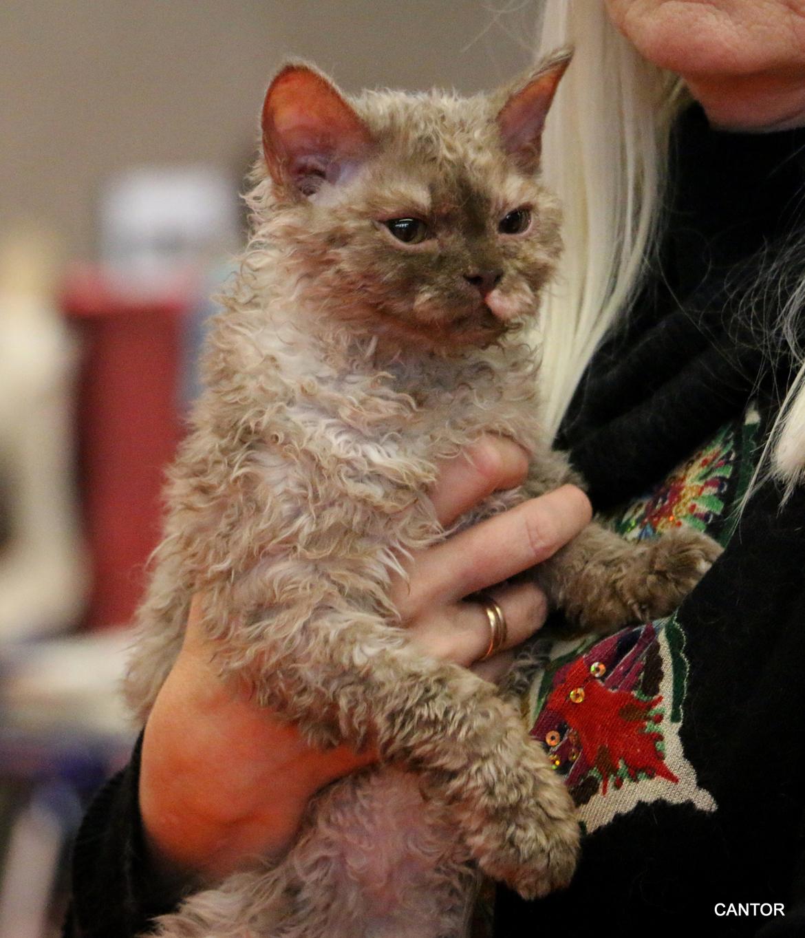 Selkirk Rex  Tzari Oreo billede 8