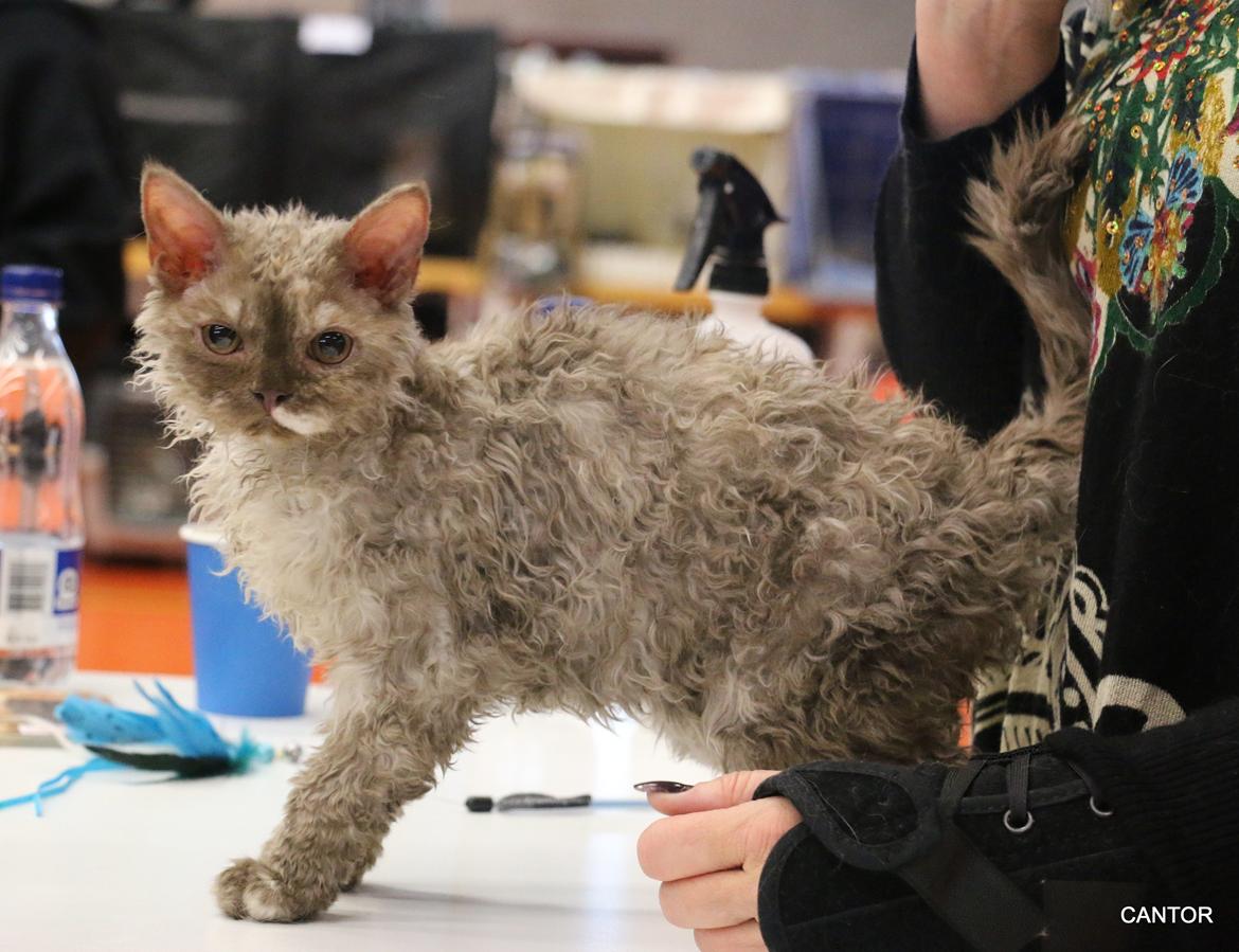 Selkirk Rex  Tzari Oreo billede 2