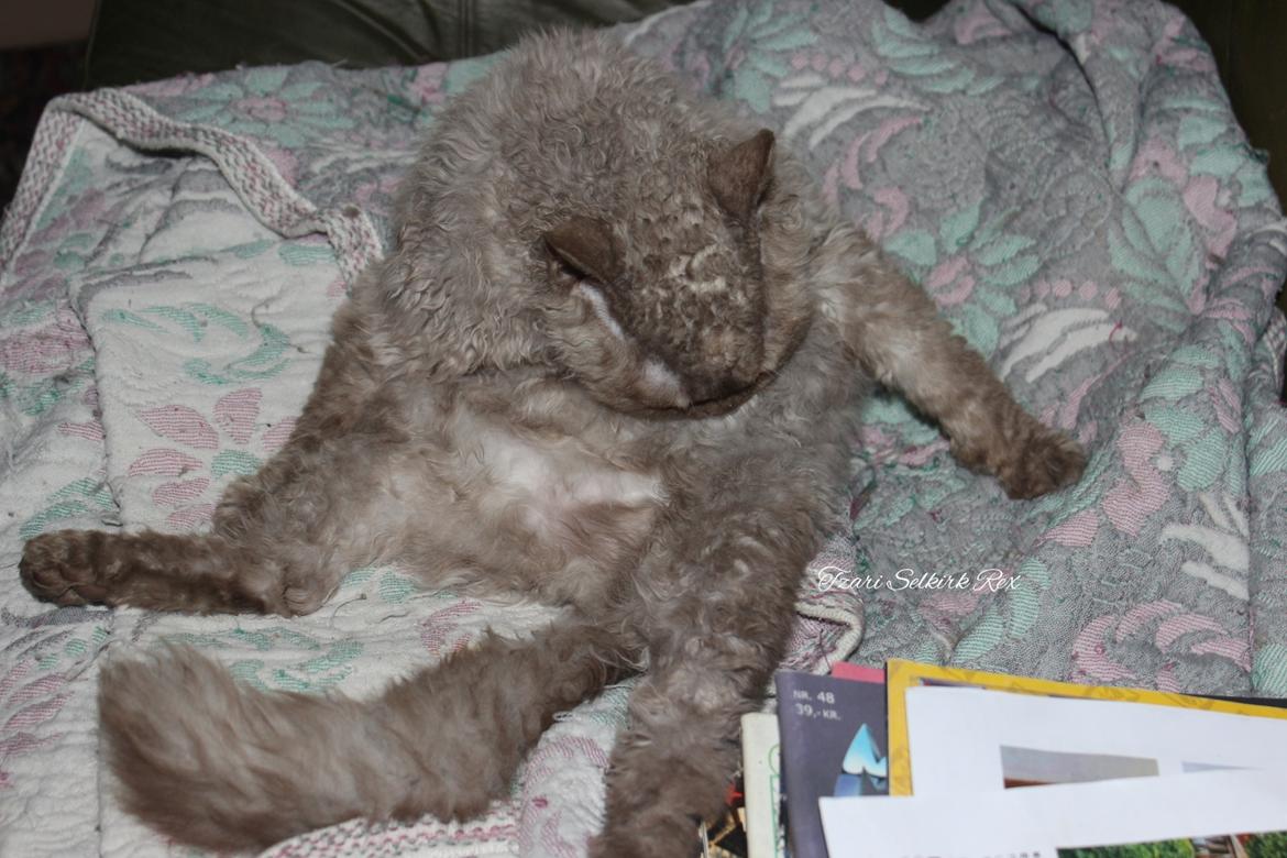 Selkirk Rex  Tzari Oreo billede 17