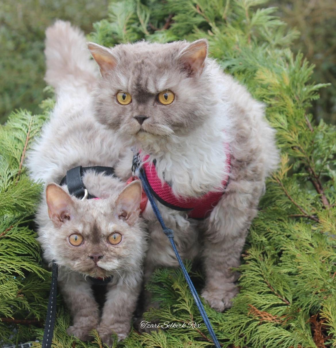 Selkirk Rex  Tzari Oreo billede 11