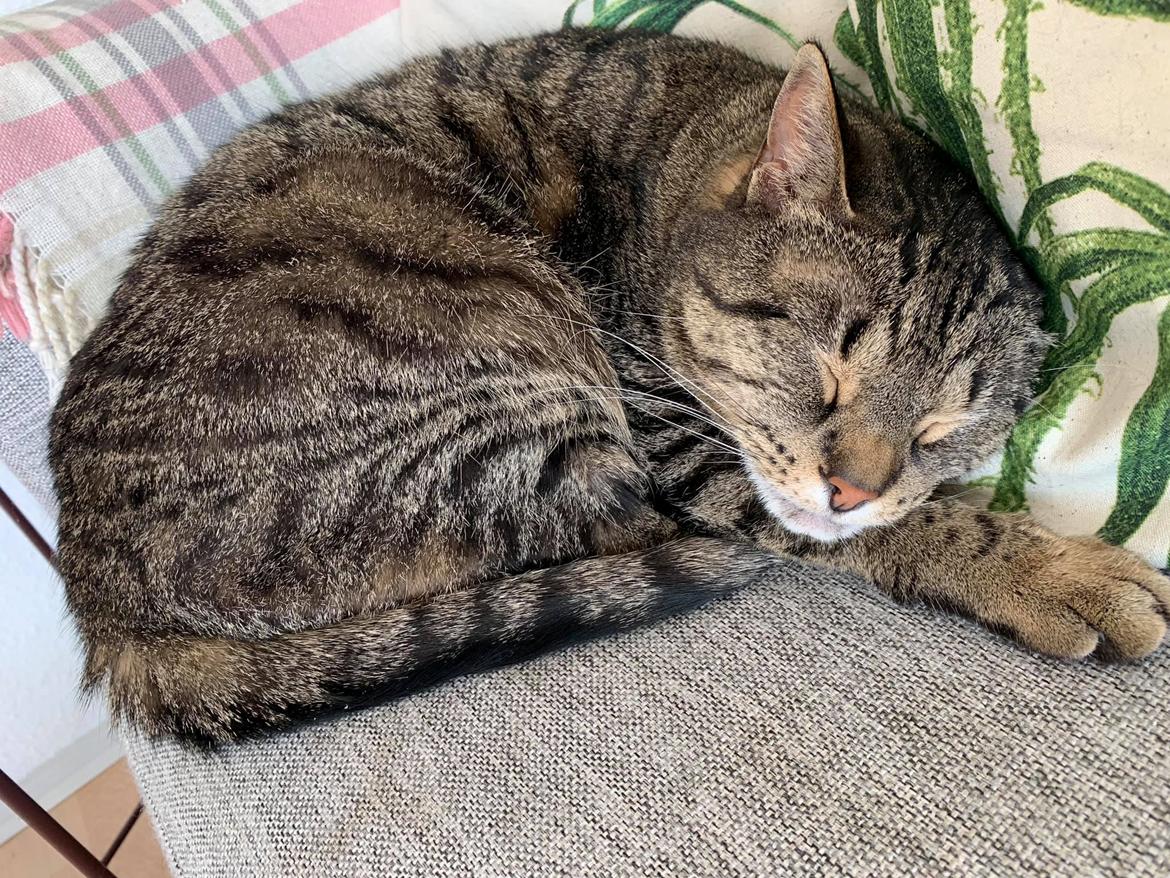 Huskat Gaia billede 4