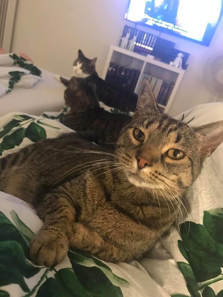 Huskat Gaia billede 9