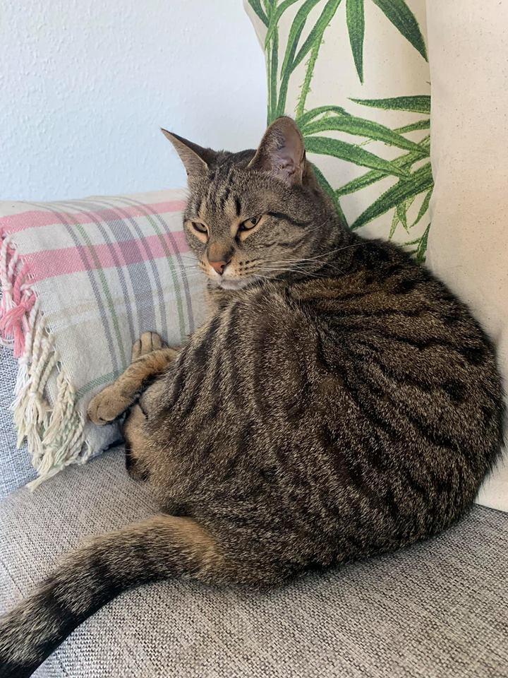 Huskat Gaia billede 16