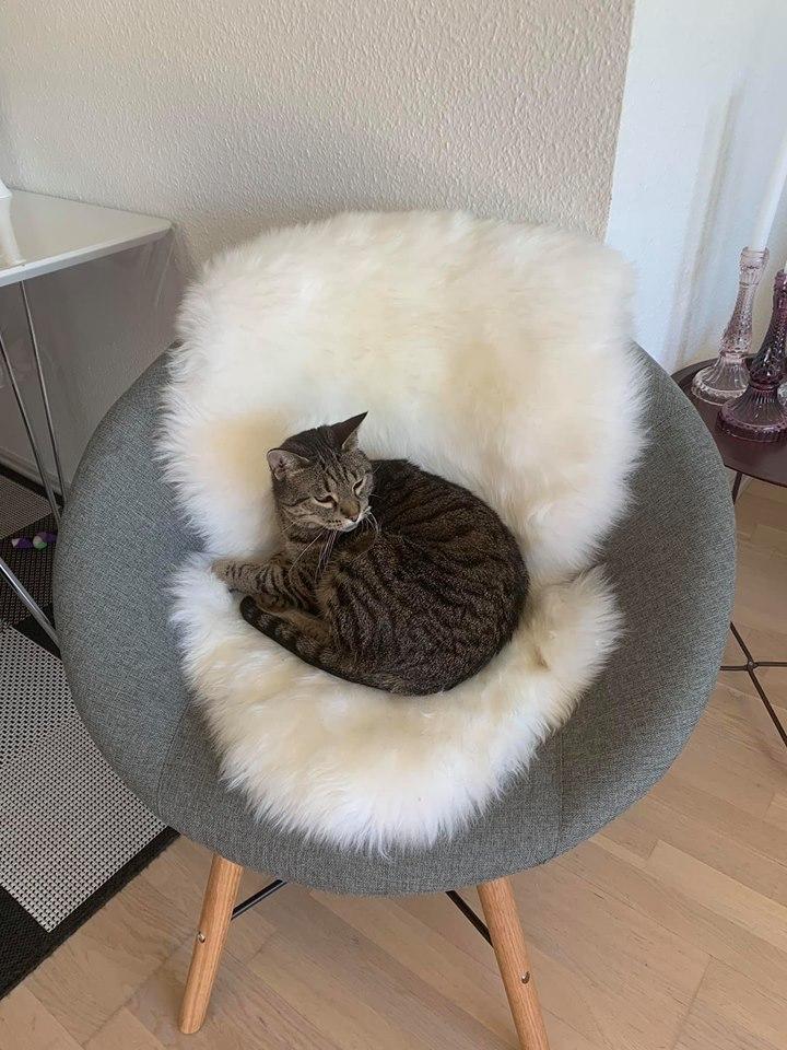 Huskat Gaia billede 5