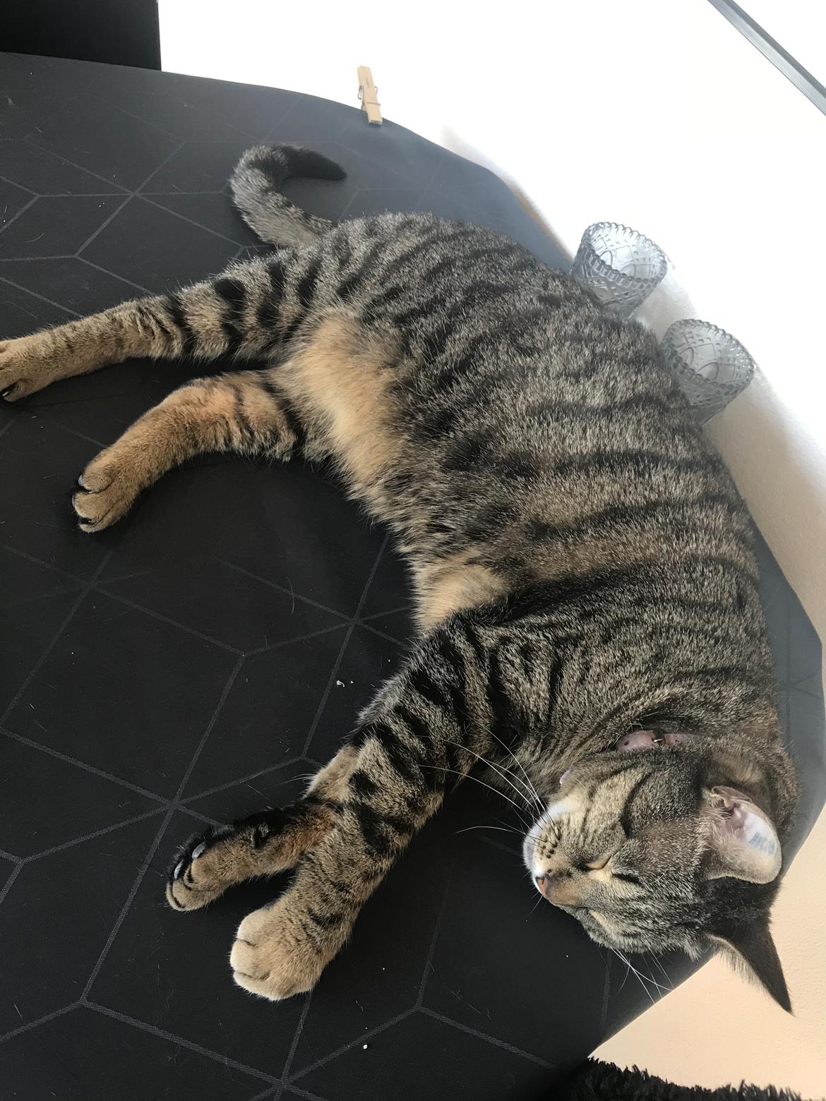 Huskat Gaia billede 17