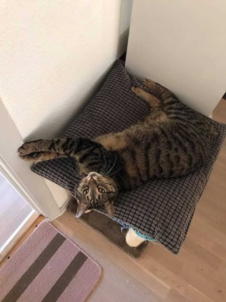 Huskat Gaia billede 18