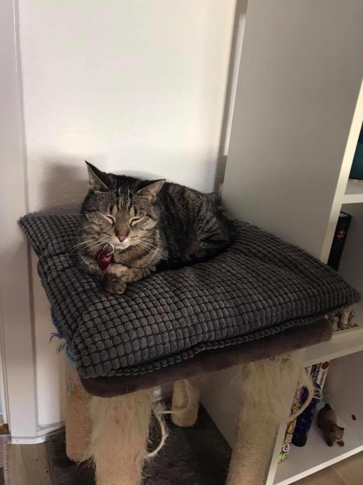 Huskat Gaia billede 19