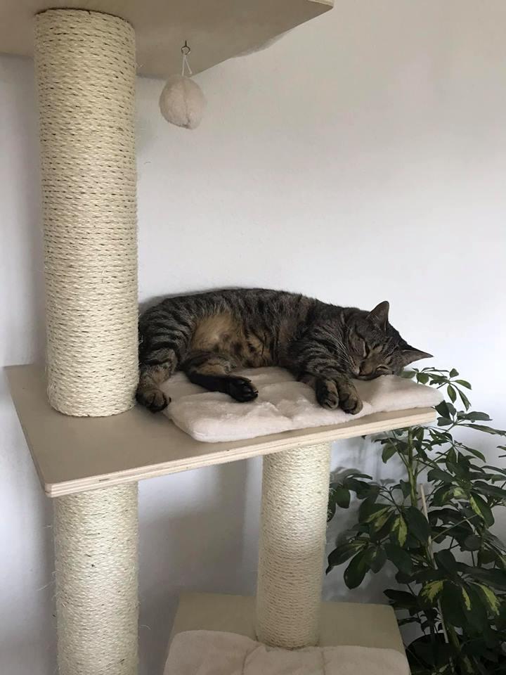 Huskat Gaia billede 11