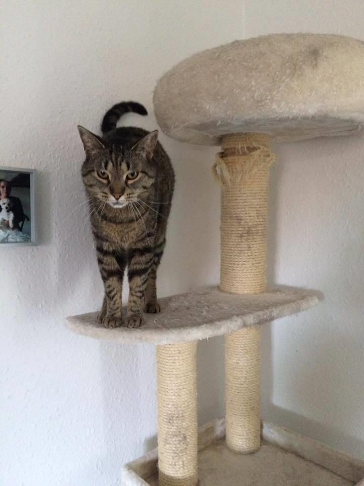 Huskat Gaia billede 23