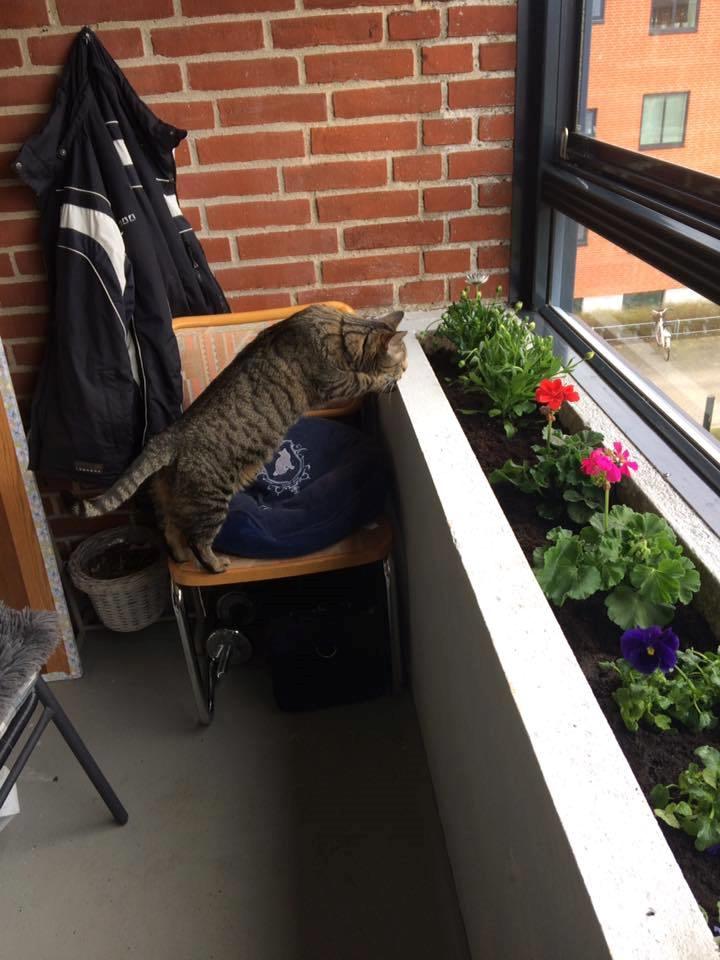 Huskat Gaia billede 24