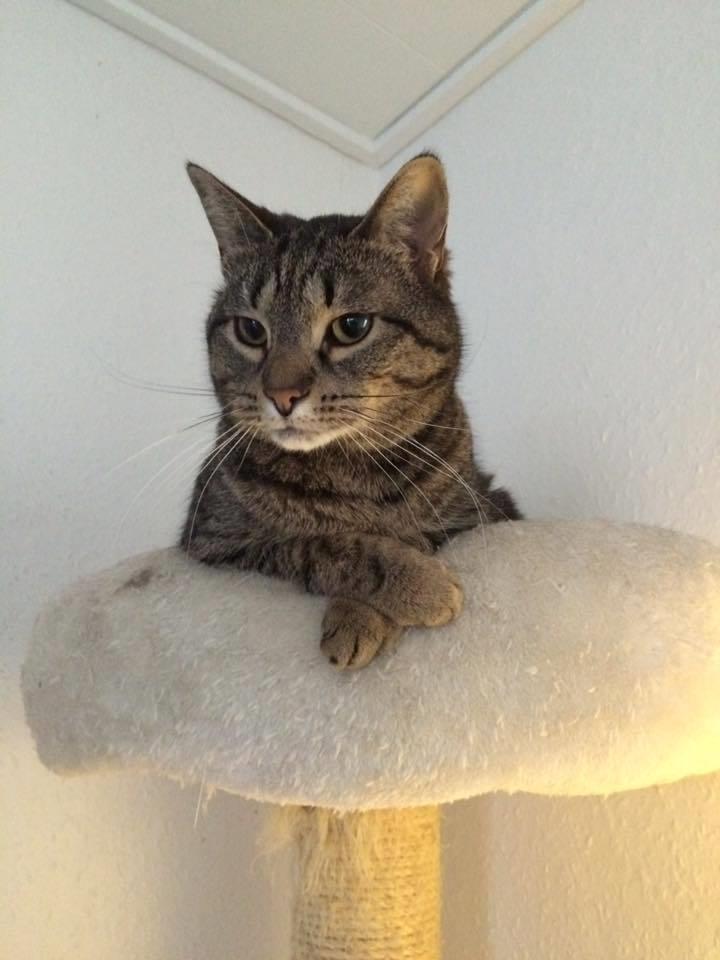 Huskat Gaia billede 28