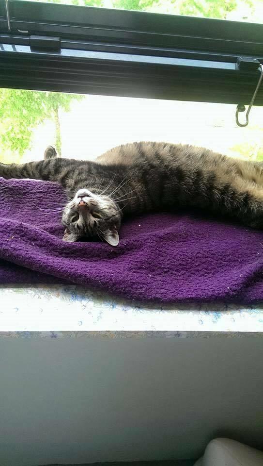 Huskat Gaia billede 31