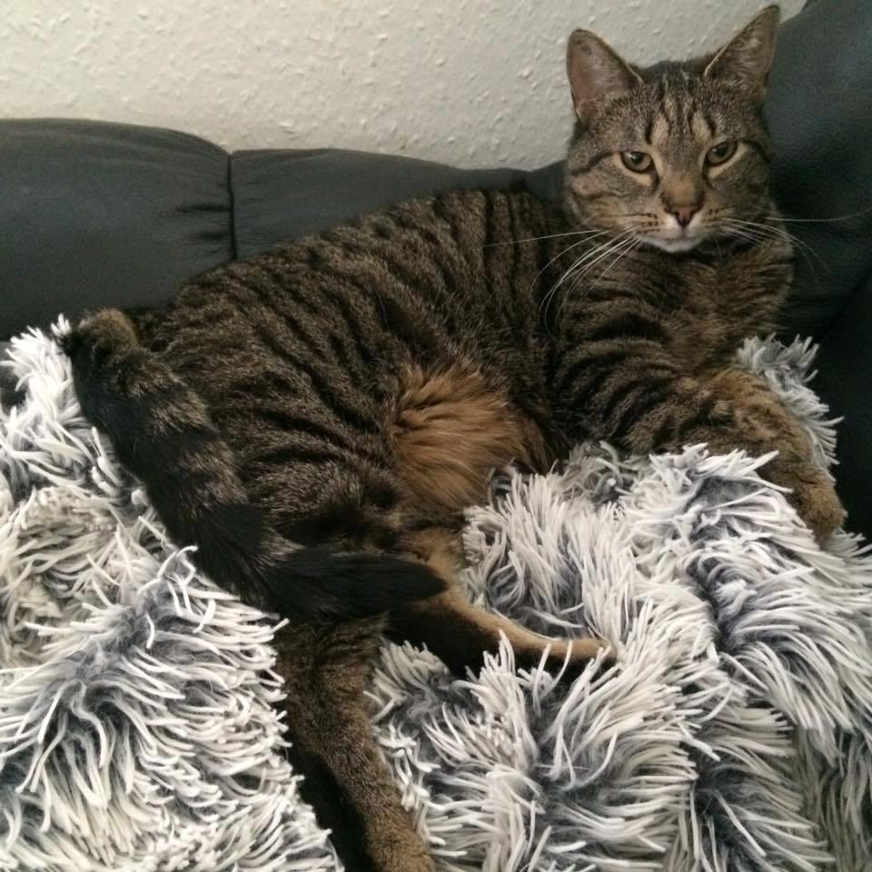 Huskat Gaia billede 26