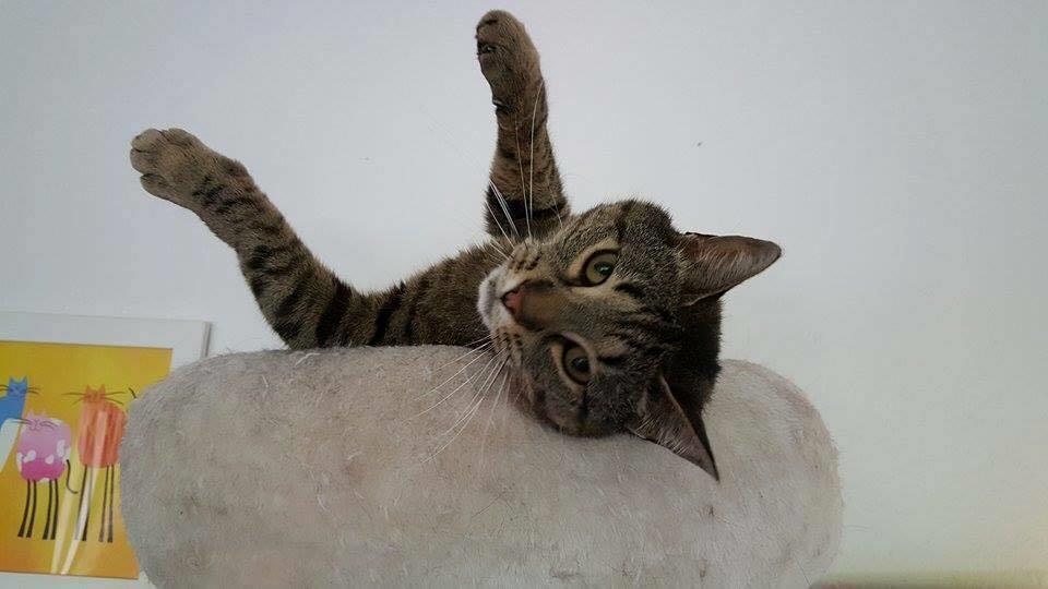 Huskat Gaia billede 33