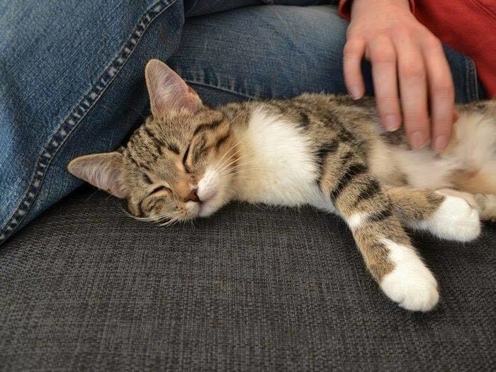 Blanding af racer Enzo billede 2