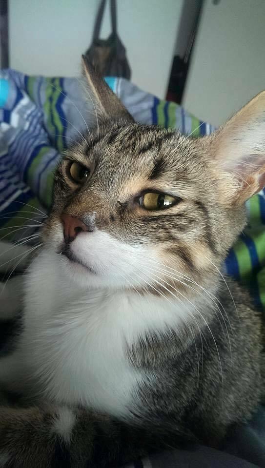 Blanding af racer Enzo billede 8