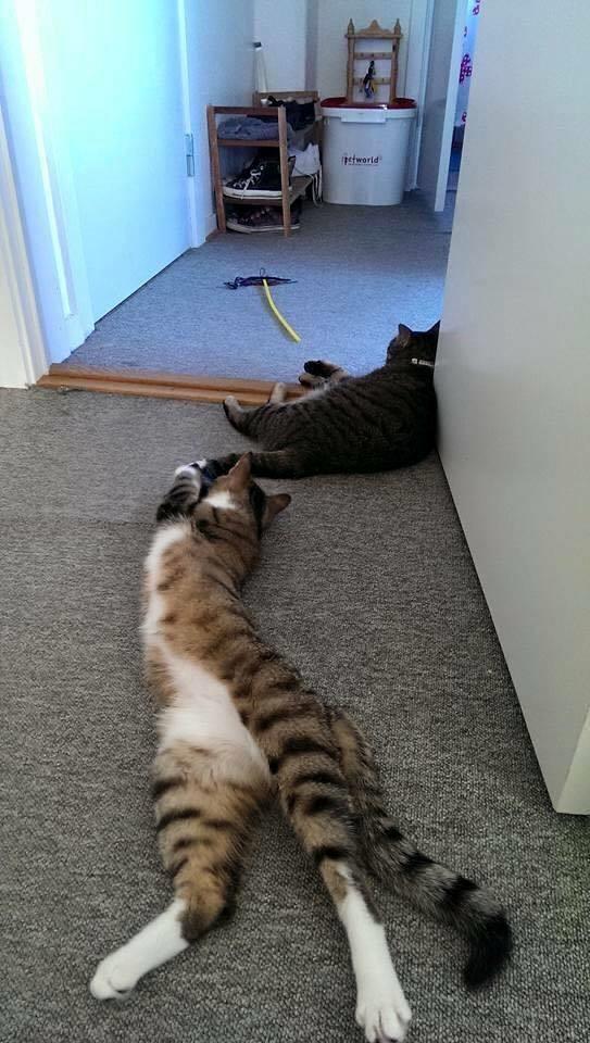 Blanding af racer Enzo billede 11