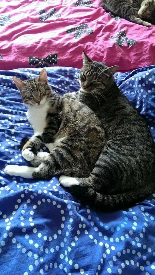 Blanding af racer Enzo billede 13