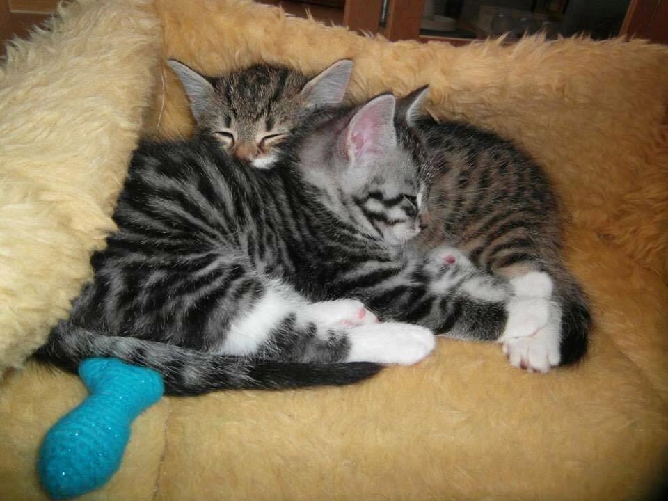 Blanding af racer Enzo billede 18