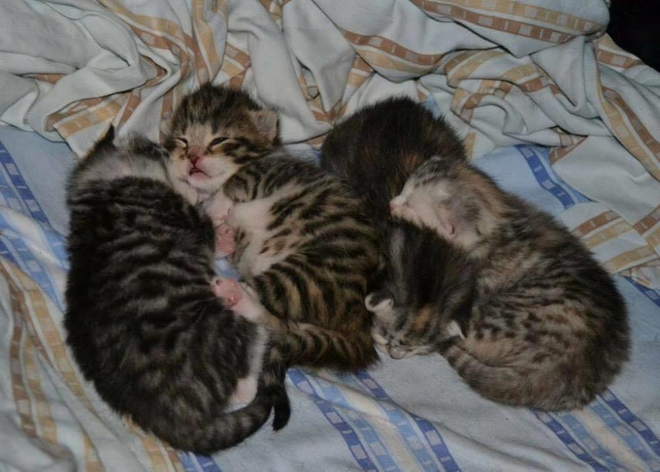 Blanding af racer Enzo billede 20