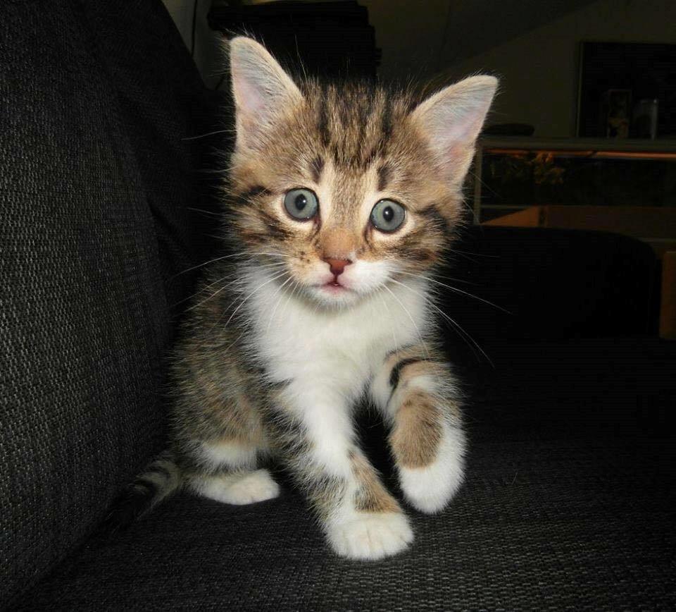 Blanding af racer Enzo billede 23