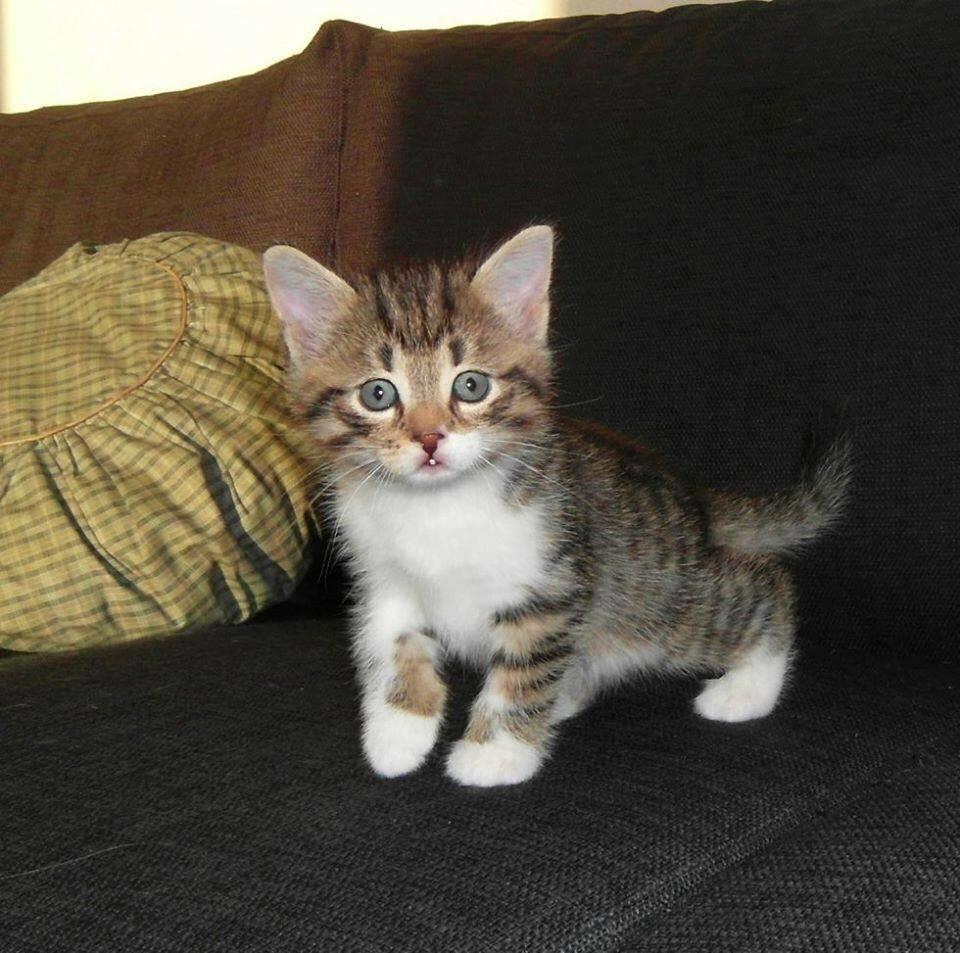 Blanding af racer Enzo billede 25