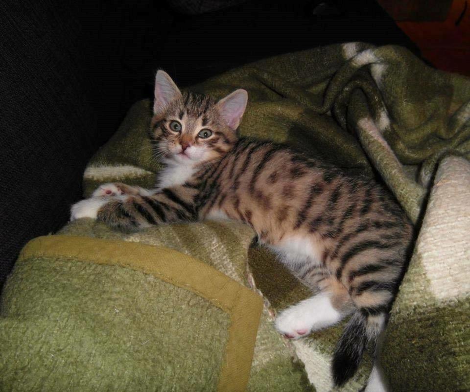 Blanding af racer Enzo billede 26