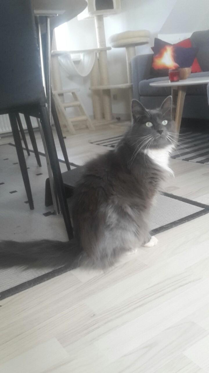 Huskat Bella Luna billede 1