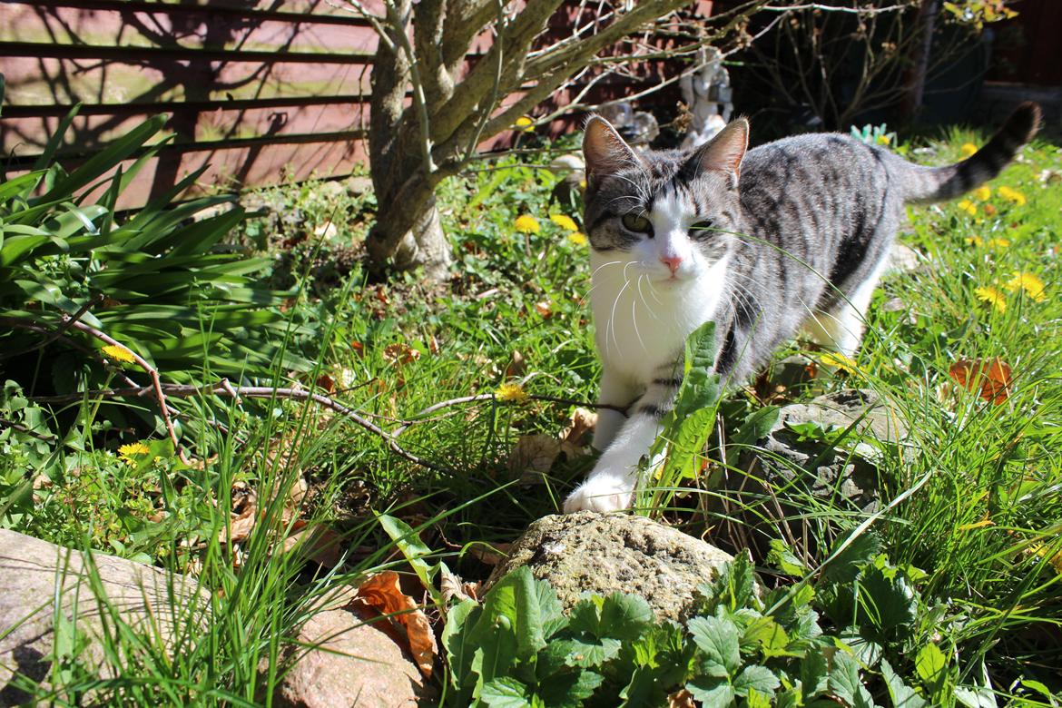 Huskat Astrid  billede 2