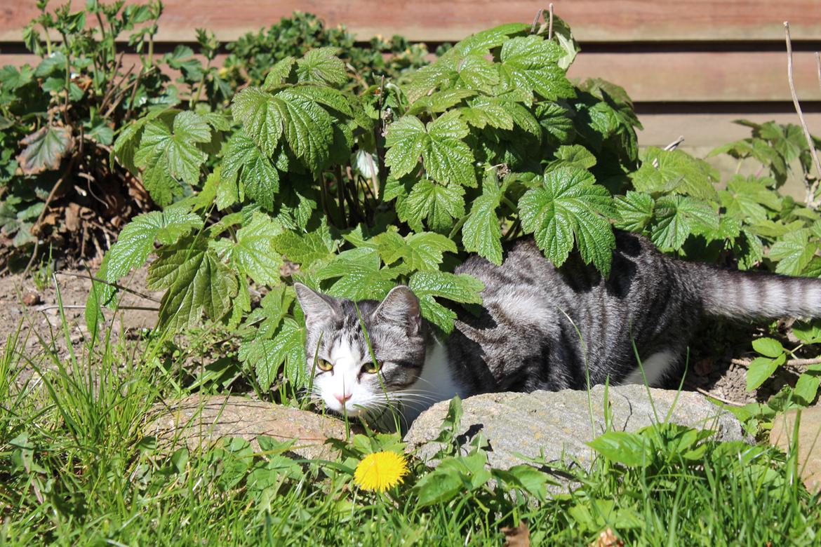 Huskat Astrid  billede 4