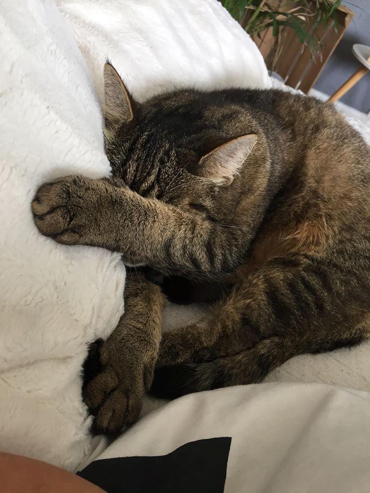 Huskat Alfred billede 5