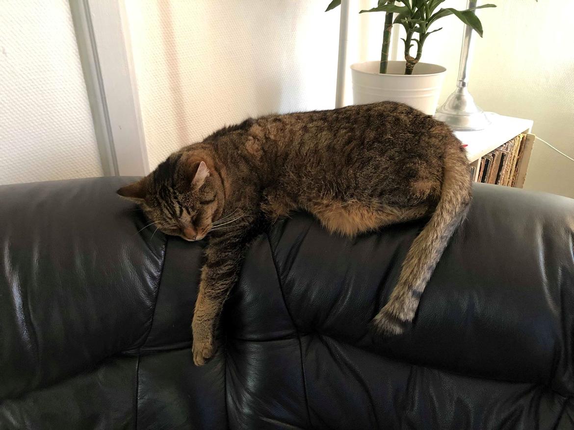 Huskat Alfred billede 10