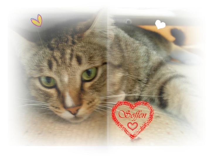 Huskat Sofus<3 R.I.P.<3 - Velkommen til Sofus profil. Jeg vil lave et ordentligt mindebillede til ham, så snart jeg får gang i billedredigering igen.Jeg savner dig Sofus! <3 :'( billede 1