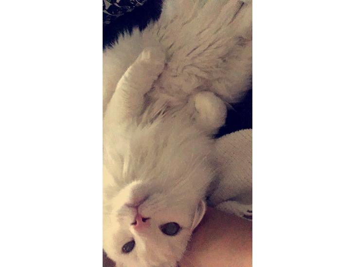 Tyrkisk Angora Milo Aka Max billede 0