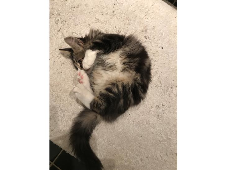 {{currentPhoto.altText}} billede {{currentPhoto.number}}