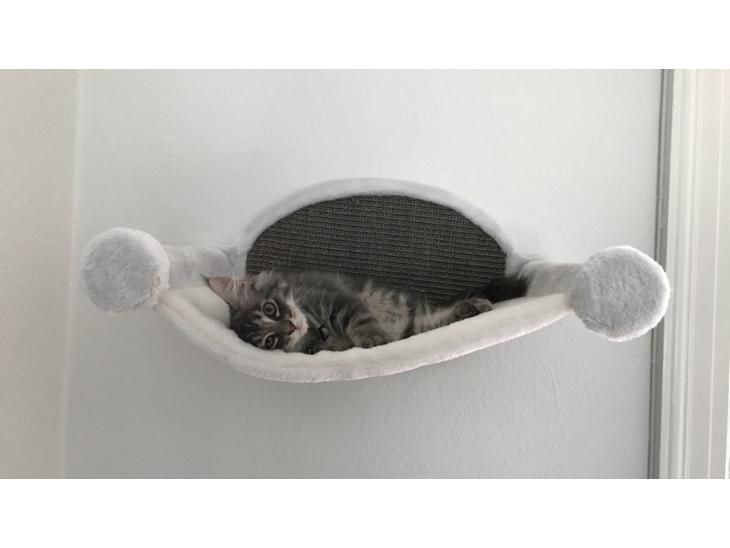 Maine Coon Lumacoon's Johnson Dwayne billede 0