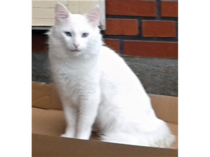 Tyrkisk Angora IC Murat von Kedi Arkadas billede 1