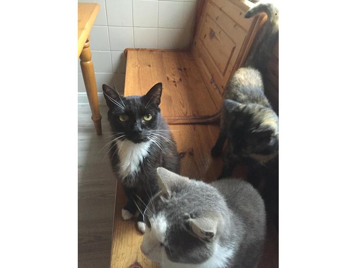 Huskat Mille billede 1