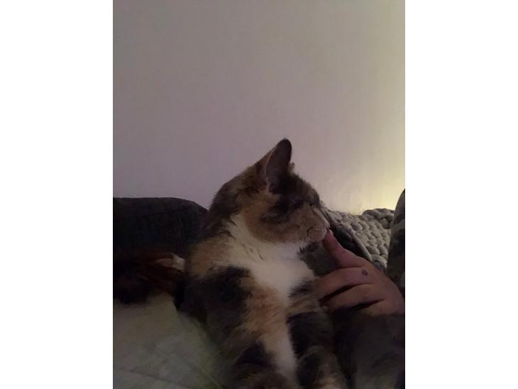 Huskat Astrid billede 1