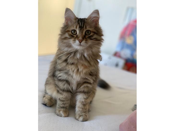 Sibirisk Kat Blixen billede 0