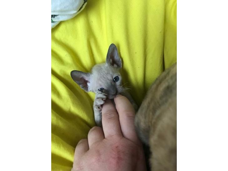 Cornish Rex DK*Pixiepaws Monty Green billede 1